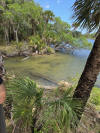 May be an image of manatee and crocodile